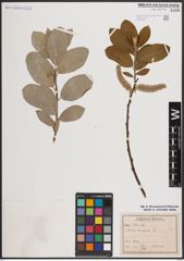 Foto von Salix caprea L.